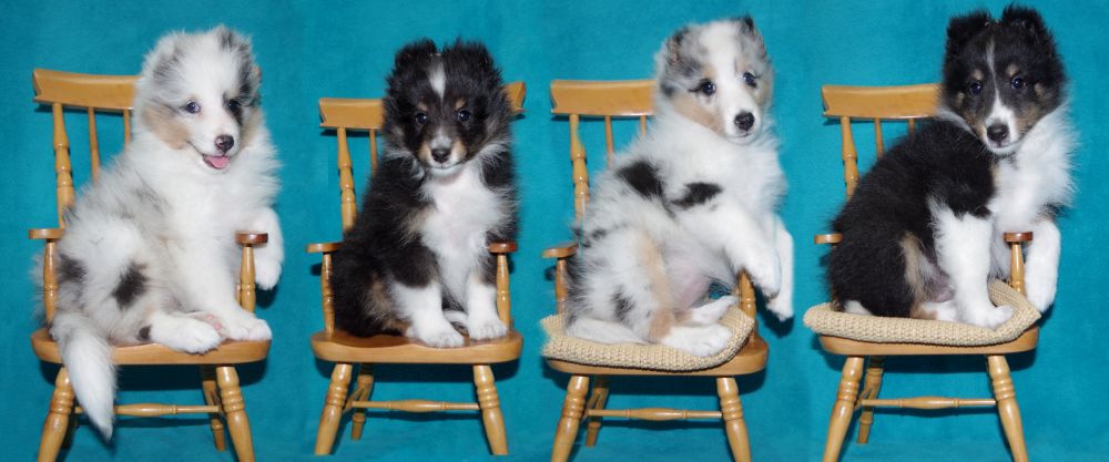 Dazzle & Tavish pups 8 weeks